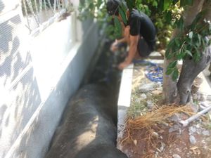 5 Fakta Sapi Terperosok di Got Depan Rumah Wapres Gegara Syok