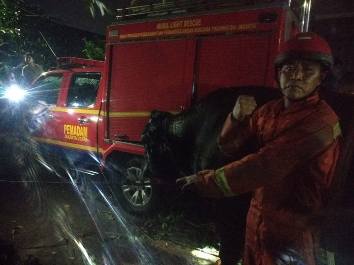 Seekor sapi terperosok di got depan rumah Wakil Presiden (Wapres) Ma'ruf Amin di Jakut. Berat sapi tersebut hampir 1 ton. (dok Gulkarmat Jakut)