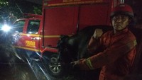 Sapi itu terlihat lemas setelah dievakuasi dari got oleh petugas Suku Dinas Penanggulangan Kebakaran dan Penyelamatan (Gulkarmat) Jakut. (dok Gulkarmat Jakut)