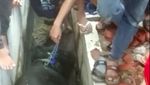 Potret Evakuasi Sapi 1 Ton Terperosok Got di Depan Rumah Wapres