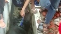 Komandan Regu Sektor 2 Koja Sudin Gulkarmat Jakut, Mantep Fauzi, mengatakan sapi kesulitan keluar dari saluran air karena badannya terjepit. Namun petugas berhasil menarik sapi dari dalam saluran air sekitar pukul 19.46 WIB menggunakan tali tambang yang dikaitkan pada badan sapi serta dikatrol dari tripod rescue dan talinya ditarik bersama-sama oleh petugas dan warga. (dok Gulkarmat Jakut)