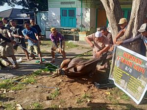 PMK Bikin Takut, Bagi-bagi Daging Kurban di Bali Timur Dikurangi