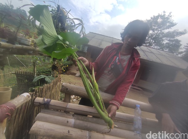 Masyarakat Kampung Adat Miduana juga memiliki makanan khas berupa sayur dengan bahan utama bunga dari tanaman cariwuh. Tanaman ini sejenis talas tetapi memiliki bonggol bunga. Masyarakat Kampung Adat Miduana juga memiliki makanan khas berupa sayur dengan bahan utama bunga dari tanaman cariwuh. Tanaman ini sejenis talas tetapi memiliki bonggol bunga.