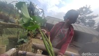 Masyarakat Kampung Adat Miduana juga memiliki makanan khas berupa sayur dengan bahan utama bunga dari tanaman cariwuh. Tanaman ini sejenis talas tetapi memiliki bonggol bunga.