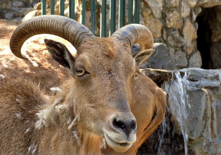 Torpedo kambing