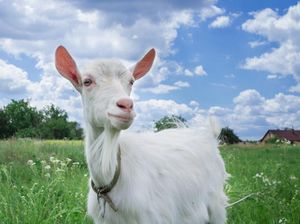 Ternyata Kambing Mudah Belajar dari Manusia, Ini Penyebabnya