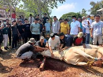 Apakah Pekurban Wajib Hadir Saat Penyembelihan Hewan Kurban Idul Adha? Simak di Sini