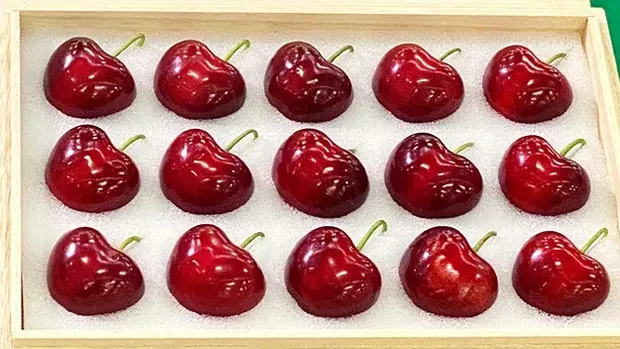 Ceri Aomori Heartbeat ditawarkan dengan harga fantastis. Satu kotaknya dibanderol Rp 66 juta berisika 15 buah ceri.