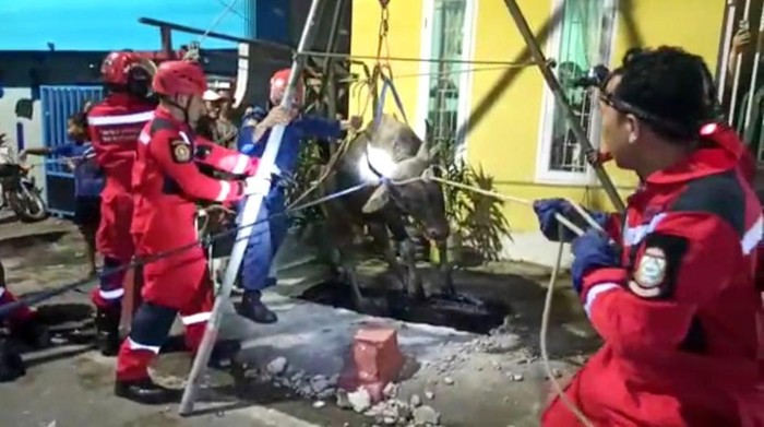 Evakuasi sapi kurban terperosok ke dalam drainase di Makassar (Dok. Istimewa).