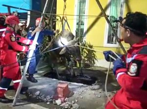 Sapi Kurban di Makassar Ngamuk-Terperosok di Saluran Air, Damkar Evakuasi