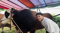 Thariq Halilintar juga membeli sapi berukuran besar untuk kurban tahun ini. Sapinya ia beri nama Panda, namun bobotnya tidak diketahui. Foto: Instagram