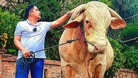 Irfan Hakim rutin menyumbangkan hewan kurban saat Idul Adha. Sapi yang ia beli ini bernama Wisanggeni dan merupakan pemenang kontes Nasional APPSI. Bobot sapinya mencapai 1,3 ton dan ia beli dengan harga Rp 200 juta. Foto: Instagram