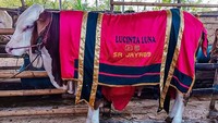 Lucinta Luna sedang menghebohkan karena melakukan operasi pemotongan leher. Selain kabar menghebohkan itu, ia juga menyumbangkan hewan kurban yang berukuran cukup besar. Foto: Instagram