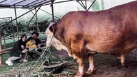 Momen berkurban juga ditunjukkan oleh Atta Halilintar dan Aurel Hermansyah. Ia membeli sapi megalodon dengan bobot 1,3 ton dan diberi nama Sapinur. Foto: Instagram