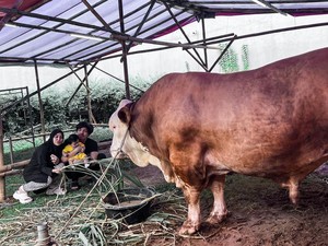 Kriteria Hewan Kurban yang Bisa Disembelih saat Hari Raya Idul Adha