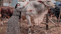 Ria Ricis diketahui membeli 3 sapi kurban untuk 3 tempat berbeda. Salah satunya sapi jenis PO (Peranakan Ongole) yang dibelinya seharga p 120 juta. Foto: Instagram