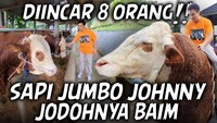 Baim Wong juga berkurban tahun ini. Ia membeli sapi berukuran jumbo yang sebelumnya telah diincar 8 orang. Sapi jumbo ini ia beri nama Johnny. Foto: Instagram