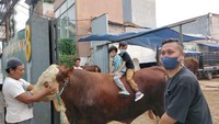Hewan kurban yang dibeli oleh Arie Untung adalah sapi berkelamin jantan. Sapinya juga memiliki ukuran yang jumbo. Ini momennya menunggangi sapi kurbannya. Foto: Instagram