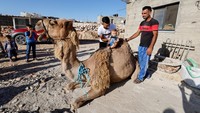 Di Palestina, tidak hanya domba atau kambing yang dijadikan hewan kurban. Mereka sampai berkurban unta, lho! Foto: Reuters