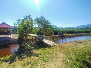 Ekowisata Mangrove Perancak Bali Suguhkan Jogging Track di Dalam Hutan