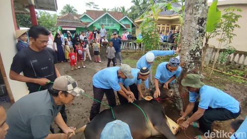 Momen pemotongan hewan kurban yang mengundang rasa penasaran anak-anak