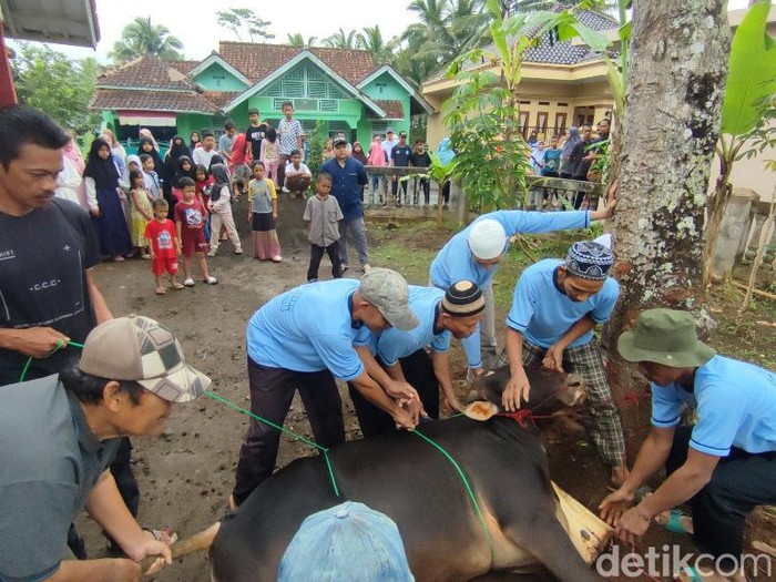 Momen pemotongan hewan kurban yang mengundang rasa penasaran anak-anak