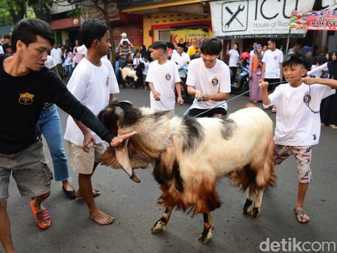 Pemuda dan anak-anak di Kota Malang berebut mengarak hewan kurban