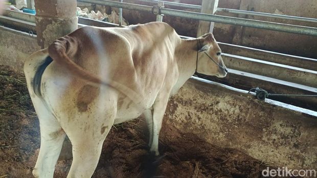 Penampakan uang receh senilai Rp 50 juta hasil urunan selama setahun untuk beli empat ekor sapi kurban