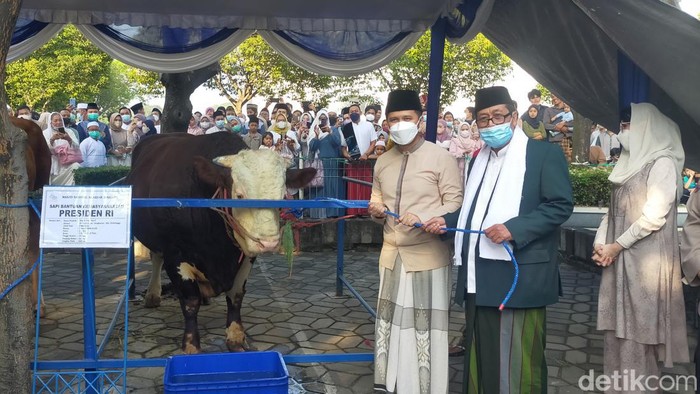 penyerahan sapi kurban ke masjid al akbar
