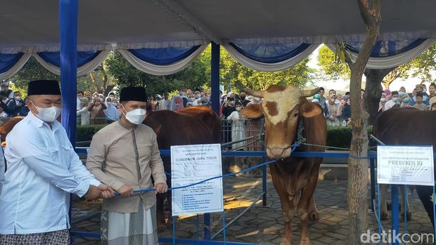 penyerahan sapi kurban ke masjid al akbar
