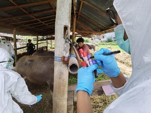 Jatah 15.000 Dosis Vaksin Untuk Cegah PMK Kian Mewabah di Sulsel