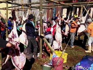 Jumlah Hewan Kurban di Dusun Krajan Ternyata Melimpah Sejak Dulu