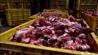 Ratusan hewan kurban itu disembelih dan dipotong menjadi 9.000 bungkus daging yang siap dibagikan ke warga. Foto: Uje Hartono/detikJateng