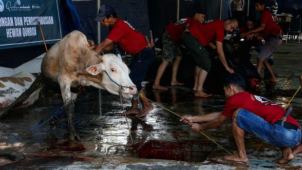 Volunteers struggle to control a cow during a ritual sacrifice for the Eid al-Adha festival in Jakarta, Indonesia, July 10, 2022. REUTERS/Ajeng Dinar Ulfiana