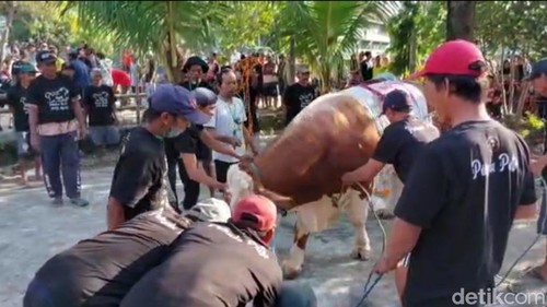 Sapi kirban milik Kusnadi mengamuk di Lamongan