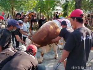Menegangkan, Sapi Kurban Berbobot 1 Ton Seketika Mengamuk di Jatim
