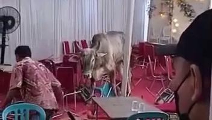 Seekor sapi kurban saat momen Idul Adha 1443 H dilaporkan terlepas di Pegadungan, Kalideres, Jakarta Barat. Sapi kurban itu mengamuk hingga lari ke permukiman dan merusak bangku hajatan pernikahan warga.