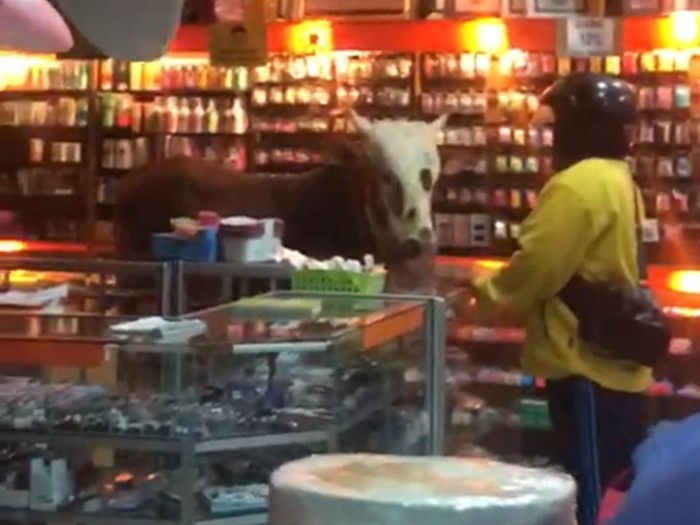 Video seekor sapi di dalam toko buku tengah beredar luas. Sapi kurban itu lepas dari ikatannya dan masuk ke toko buku tersebut.