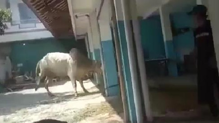 Sapi kurban di Masjid Baitul Kamal, Jonggrangan, Kecamatan Klaten Utara lepas, Minggu (10/7/2022).