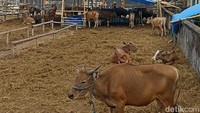Foto: RPH Tamangapa Kota Makassar menyediakan sapi untuk dijual ke warga sekaligus melayani penyembelihannya pada Minggu (10/7/2022).
