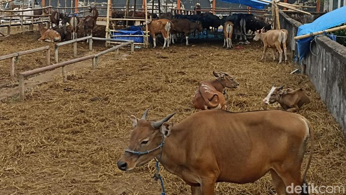 Sapi kurban di RPH Makassar.