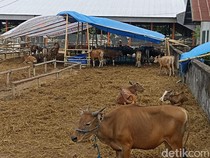 Waktu Paling Utama untuk Menyembelih Hewan Kurban, Ini Anjuran Sesuai Syariat