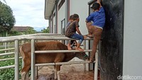 Foto: Sapi kurban yang tengah menunggu antrean untuk disembelih di RPH Tamangapa Makassar, Minggu (10/7/2022).