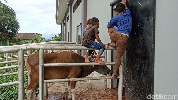Sapi kurban di RPH Makassar.