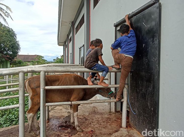 Mengintip Aktivitas Penyembelihan Sapi Kurban di RPH Makassar