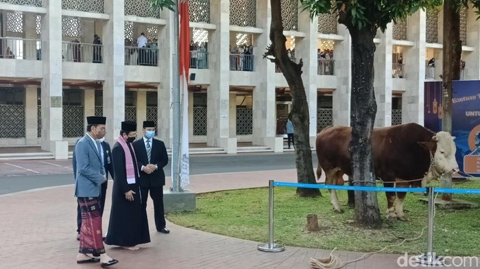 Sapi Kurban Jokowi Disebar ke 34 Provinsi, Ini Infonya