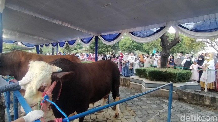 Sapi kurban Presiden Jokowi di Masjid Al Akbar Surabaya