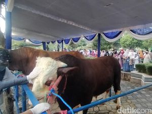 Warga Penasaran Lihat Slamet, Sapi Kurban Presiden Jokowi di MAS Surabaya