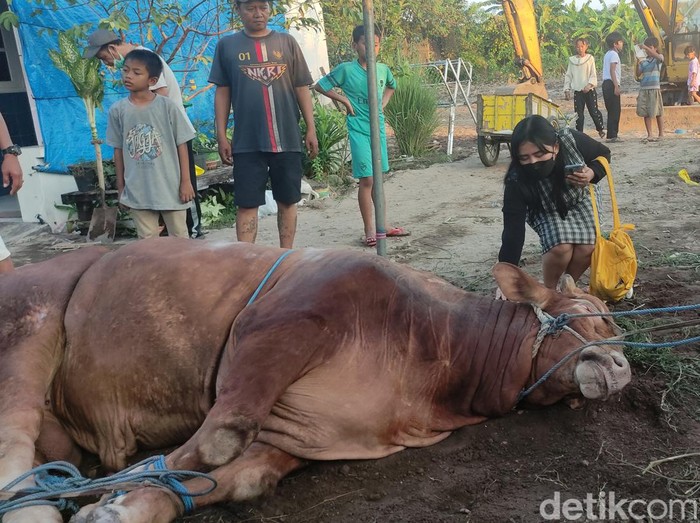 sapi via vallen