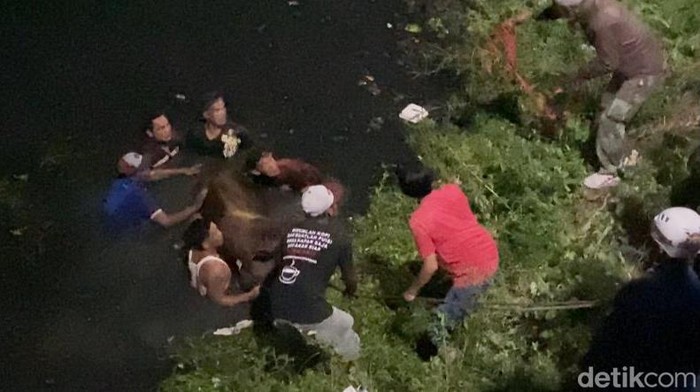 Petugas dan warga mengevakuasi sapi dari dalam sungai.